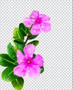 pink flower on rain drop green leaf tree branch png aromatic herbaceous flower mint leaves flower Royalty Free Stock Photo