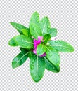 pink flower on rain drop green leaf tree branch png aromatic herbaceous flower mint leaves flower Royalty Free Stock Photo