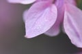 Pink flower with rain drops close up in the garden Royalty Free Stock Photo