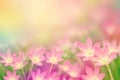 Pink flower rain lily garden in vintage tone Royalty Free Stock Photo