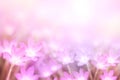 Pink flower rain lily in pastel purple tone with bokeh background Royalty Free Stock Photo