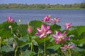 Pink flower of a rare aquatic plant lotus. Flowering place Astrakhan region.