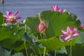 Pink flower of a rare aquatic plant lotus. Flowering place Astrakhan region.