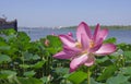 Pink flower of a rare aquatic plant lotus. Flowering place Astrakhan region.