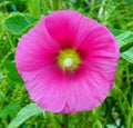 pink flower of real mallow Royalty Free Stock Photo