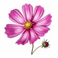Realistic Pink Cosmos Flower Vector Illustration - High Resolution