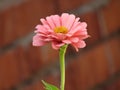 Pink flower on a red brick background. Royalty Free Stock Photo