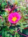 Pink flower Red flower and plant Roze