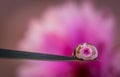 Pink flower reflected in water drop