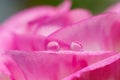 Pink flower refraction on water drops