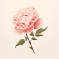 Minimalist Pink Peony Illustration On Beige Background