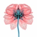 Translucent Layers: Hyperrealistic 3d Illustration Of Zinnia Flower X-ray