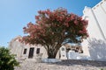 Pink flower rhododendron tree, Pyrgos, Santorini Royalty Free Stock Photo