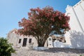 Pink flower rhododendron tree, Pyrgos, Santorini