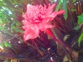 A pink flower of `rose de porcelaine`