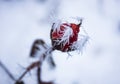 Pink flower of a rose frost with hoarfrost close up