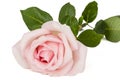 Pink flower of rose, isolated on white background Royalty Free Stock Photo