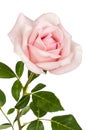 Pink flower of rose, isolated on white background Royalty Free Stock Photo
