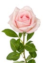 Pink flower of rose, isolated on white background Royalty Free Stock Photo