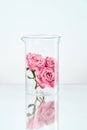 Flower In Laboratory Glass Royalty Free Stock Photo