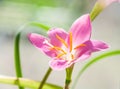 Pink flower of rosepink zephyr lily Zephyranthes carinata Royalty Free Stock Photo