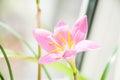 Pink flower of rosepink zephyr lily Zephyranthes carinata Royalty Free Stock Photo