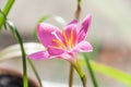 Pink flower of rosepink zephyr lily Zephyranthes carinata Royalty Free Stock Photo