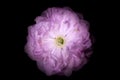 Pink Flower with Round Petals like Petunia Isolated on Black Background.