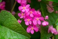 Pink flower`s branch with green leaves