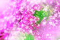Pink flower scene Royalty Free Stock Photo