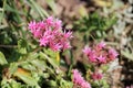 Pink flower of Sedum spurium or Caucasian stonecrop