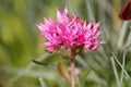 Pink flower of Sedum spurium or Caucasian stonecrop