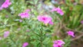 pink flower shameless maria garden plant botanical beautiful nature