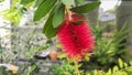 Pink flower in the shape of a cylindrical brush, of `Callistemon` species of bushes of the family Myrtaceae, with the nickname of