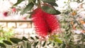 Pink flower in the shape of a cylindrical brush, of `Callistemon` species of bushes of the family Myrtaceae, with the nickname of