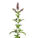 Pink flower of silver horse mint isolated on white, Mentha longifolia
