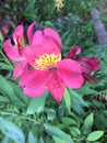 A pink flower similar to a Peruvian Lily in full bloom in a local Bangalorean park