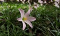 Pink flower. Single blossom of rain lily, Zephyranthes. Green grass background. Royalty Free Stock Photo