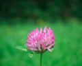 Pink flower single red clover blossom, Trifolium pratense inflorescence Royalty Free Stock Photo