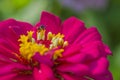 Pink flower with small bee Royalty Free Stock Photo