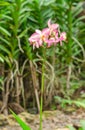 Pink flower of Spathoglottis plicata Blume orchid