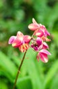 Pink flower of Spathoglottis plicata Blume orchid