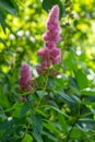 Pink flower spike of rose spirea, Spiraea douglasii, also known as Western spirea and steeplebush