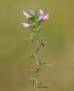 Pink flower of spiny restharrow with green leaf and thorns. Ononis spinosa Royalty Free Stock Photo
