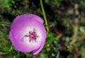 Pink flower of Splendid mariposa lily