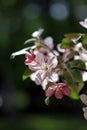 Pink and white apple tree flowers in spring, sunny day in Siberia Royalty Free Stock Photo