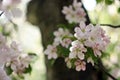 Pink and white apple tree flowers in spring, sunny day in Siberia Royalty Free Stock Photo