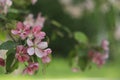 Pink and white apple tree flowers in spring, sunny day in Siberia Royalty Free Stock Photo