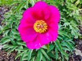 Pink flower in a spring day