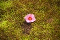 A pink flower in spring in Japan